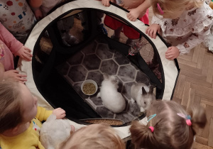 Dzieci patrzą na króliczki w kojcu