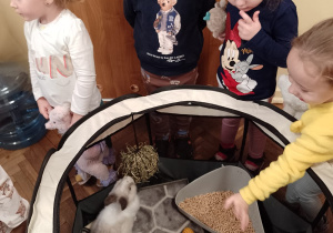 Laura, Bruno, Jula i Marcelka przy kojcu z króliczkami