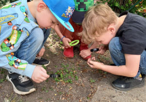 Trzech chłopców z lupami kuca i wypatruje owady na ziemi