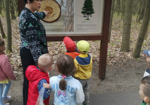 Pani Ewa pokazuje dzieciom na tablicy edukacyjnej budowę pnia drzewa