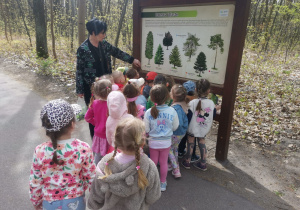 Pani Ewa pokazuje na tablicy edukacyjnej drzewa iglaste
