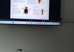 na ekranie slajd, w jaki sposób rozróżnic pszczoły, trzmiela, osę, szerszenia