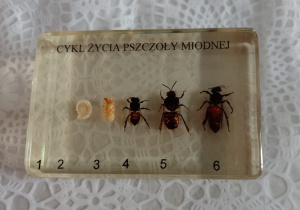 cykl rozwojowy pszczoły