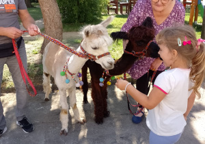 Dziewczynka karmi alpakę marchewką