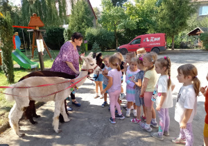 Dzieci stoją przy alpakach