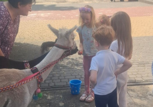Dziewczynka karmi marchewką alpakę