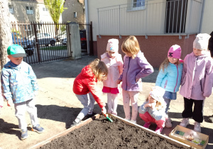 Chłopiec zasypuje nasionka łopatką na grządce