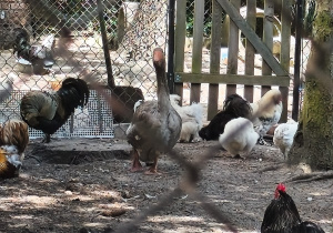 Zagroda z kurami, kaczką, kogutami