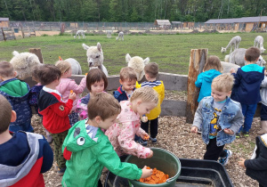 Dzieci z grupy II karmią zwierzęta